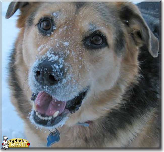 Mysti the German Shepard/Labrador Retriever mix, the Dog of the Day