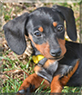 Dixie the Miniature Dachshund