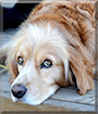 Jake the Golden Retriever, Cocker Spaniel mix