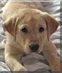 Bo the Labrador Retriever mix