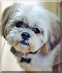 Daisy the Shih Tzu