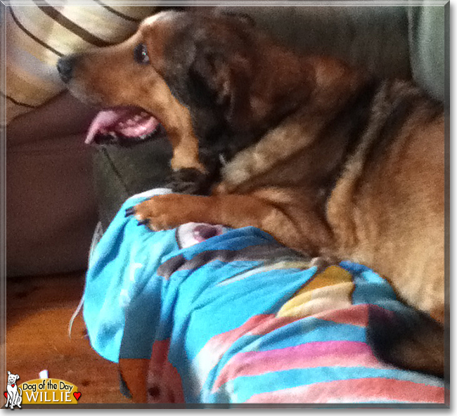 Willie the Rottweiler, Shepherd mix, the Dog of the Day