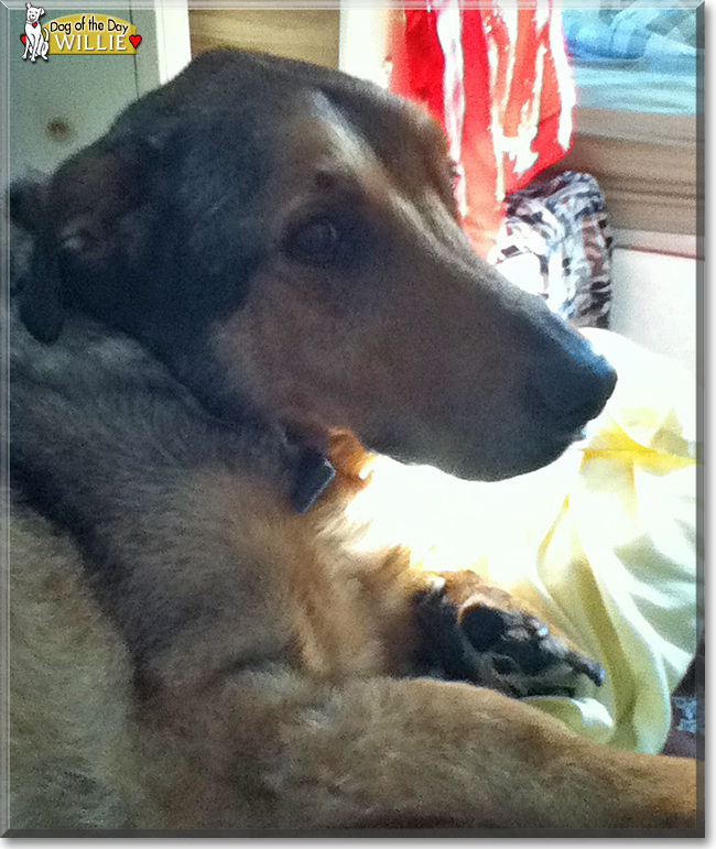 Willie the Rottweiler, Shepherd mix, the Dog of the Day