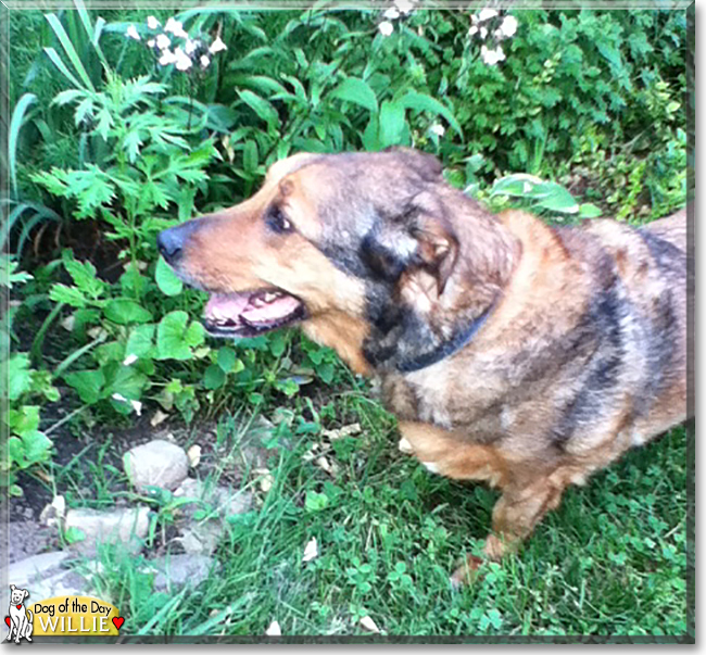 Willie the Rottweiler, Shepherd mix, the Dog of the Day