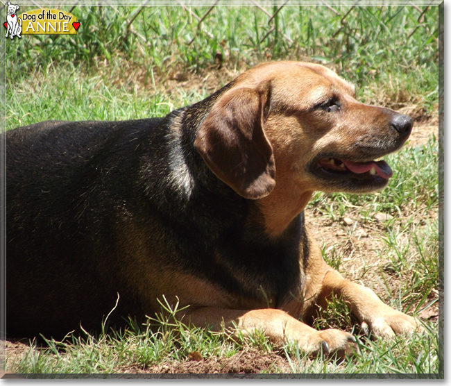 Annie the Beagle mix, the Dog of the Day