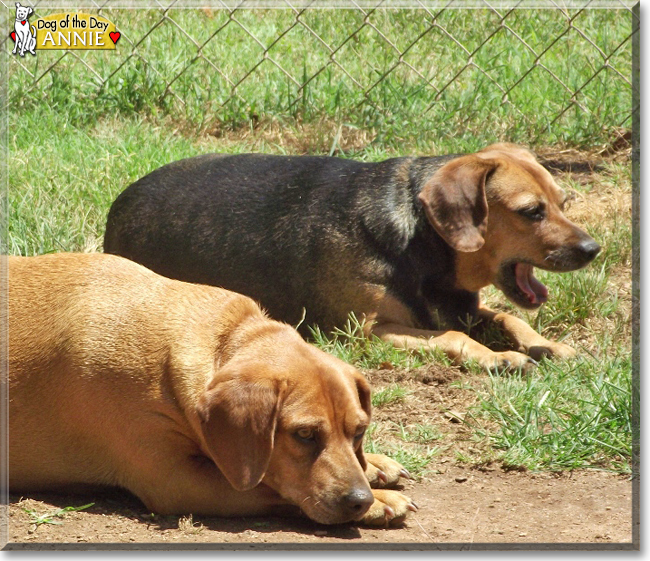 Annie the Beagle mix, the Dog of the Day