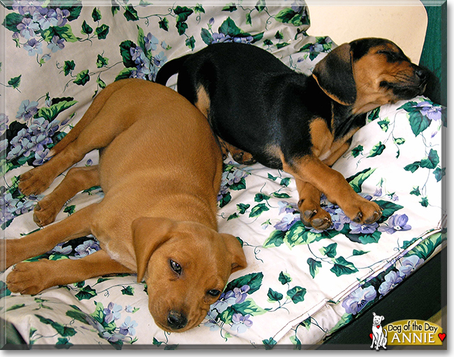 Annie the Beagle mix, the Dog of the Day