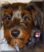 Simon the Yorkshire Terrier, Poodle mix