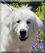 Bentley the Great Pyrenees, Colorado Mountain Dog mix