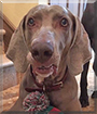 Ras the Weimaraner