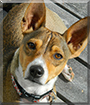 Louie the Basenji