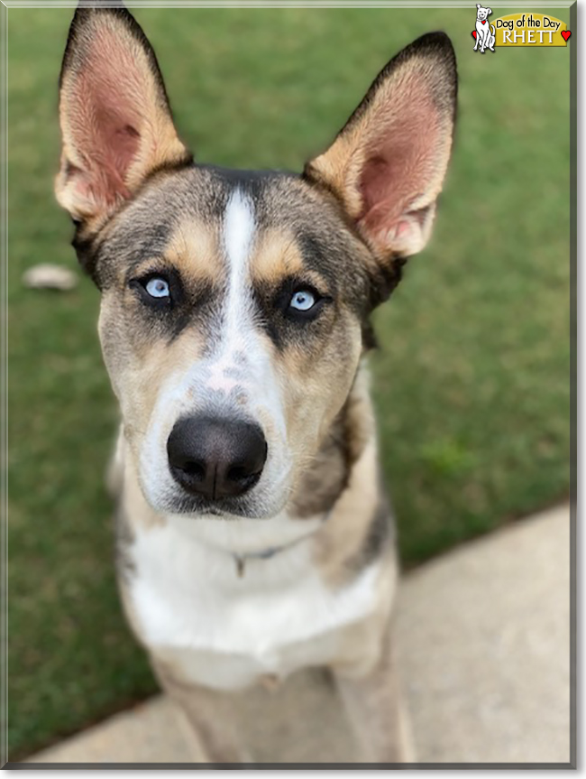 Rhett the Siberian Husky mix, the Dog of the Day