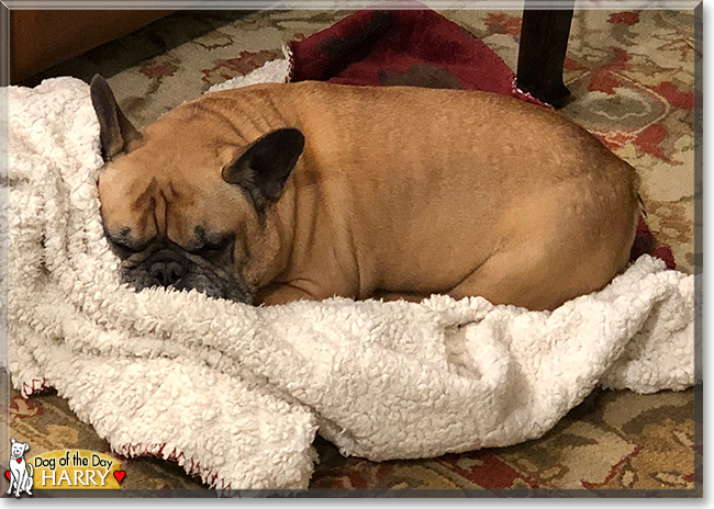 Harry the French Bulldog, the Dog of the Day