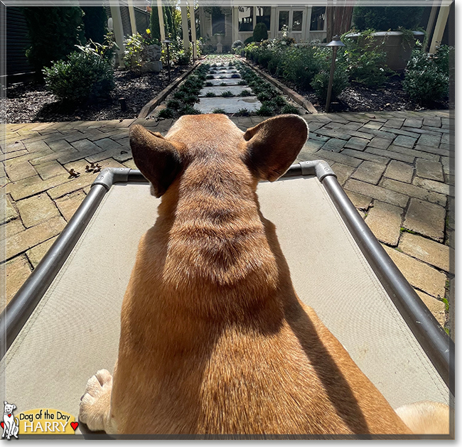 Harry the French Bulldog, the Dog of the Day