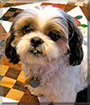 Charley the Shih Tzu