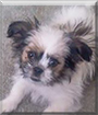 Tazmanian the Shih Tzu mix