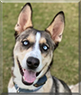 Rhett the Siberian Husky mix