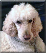 Mookie the Standard Poodle