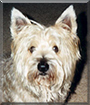 Spud the Cairn Terrier