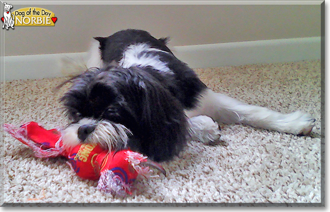 Norbie the Cavalier King Charles Spaniel, Shih Tzu mix, the Dog of the Day