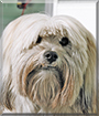 Harley the Lhasa Apso, American Eskimo Dog mix