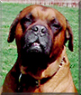 Bruits the Dogue du Bordeaux