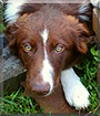 Nashville the Border Collie