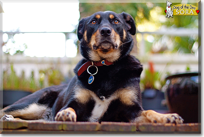 Sora the Kelpie mix, the Dog of the Day