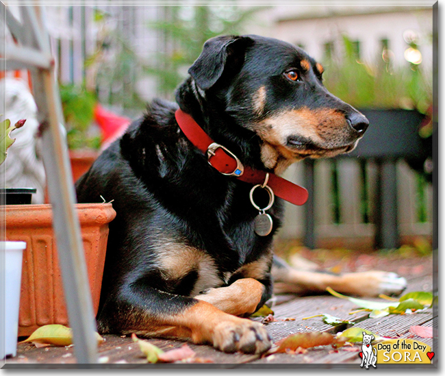 Sora the Kelpie mix, the Dog of the Day