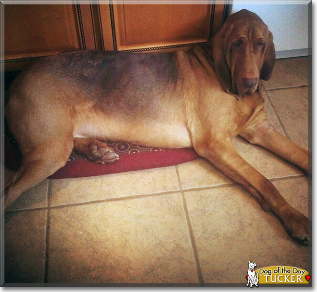 Tucker the Bloodhound, the Dog of the Day