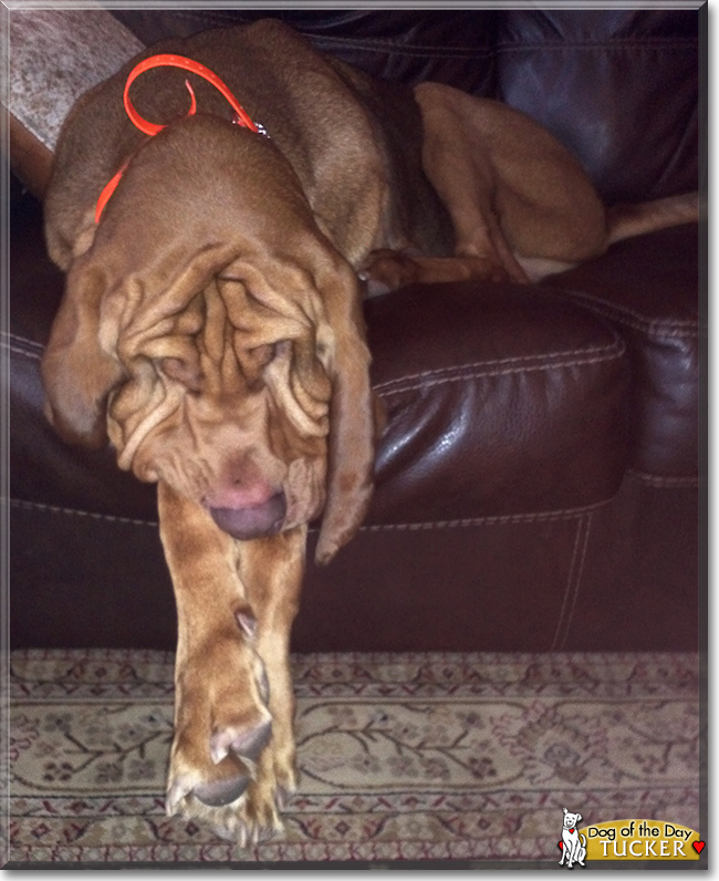 Tucker the Bloodhound, the Dog of the Day