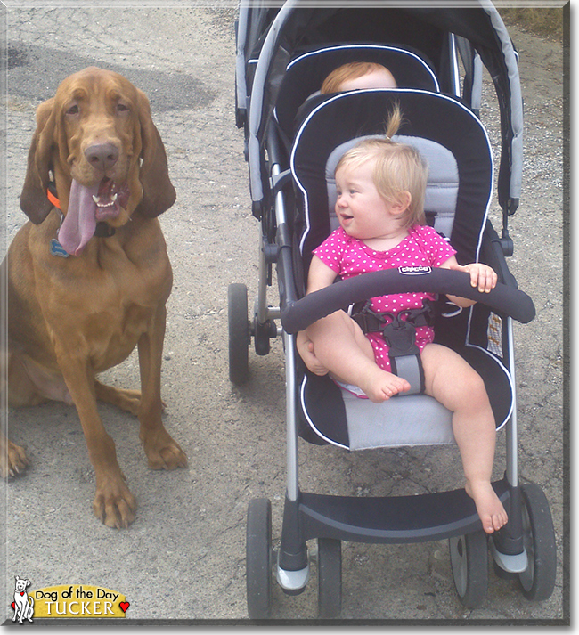 Tucker the Bloodhound, the Dog of the Day