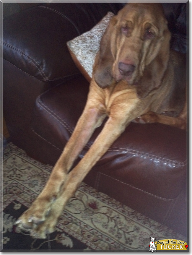 Tucker the Bloodhound, the Dog of the Day