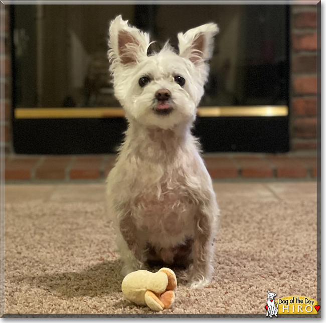 Hiro the Maltese mix, the Dog of the Day