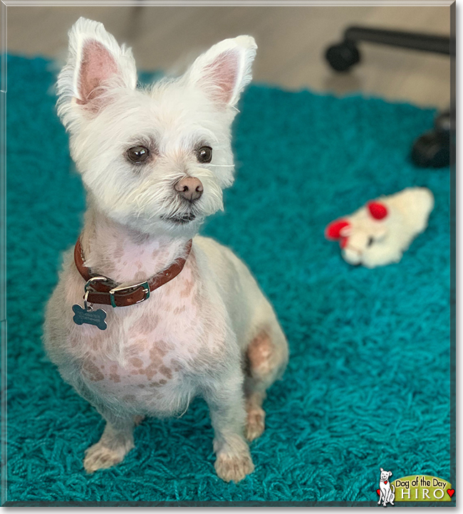 Hiro the Maltese mix, the Dog of the Day