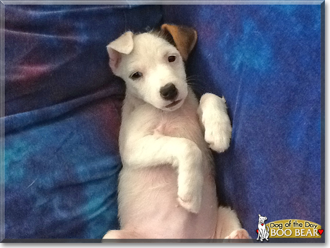 Boo Bear the Jack Russell Terrier, the Dog of the Day