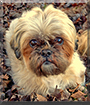 Daisy the Shih Tzu