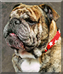 Romeo the English Bulldog