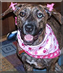 Honey Bee the Pitbull-Boxer mix