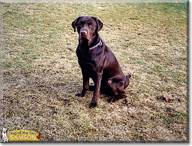 Samson the Labrador Retriever, the Dog of the Day