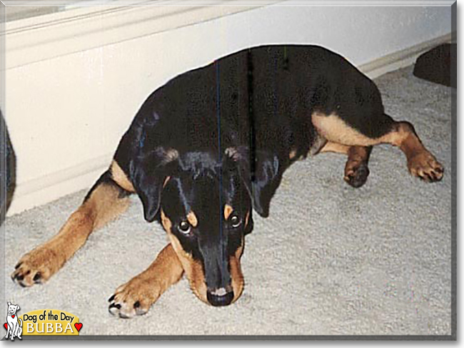 Bubba the Rottweiler, the Dog of the Day