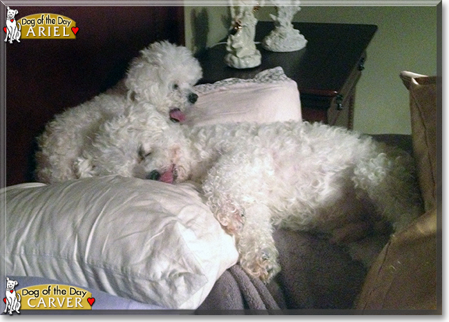 Carver and Ariel the Bichon Frises, the Dog of the Day
