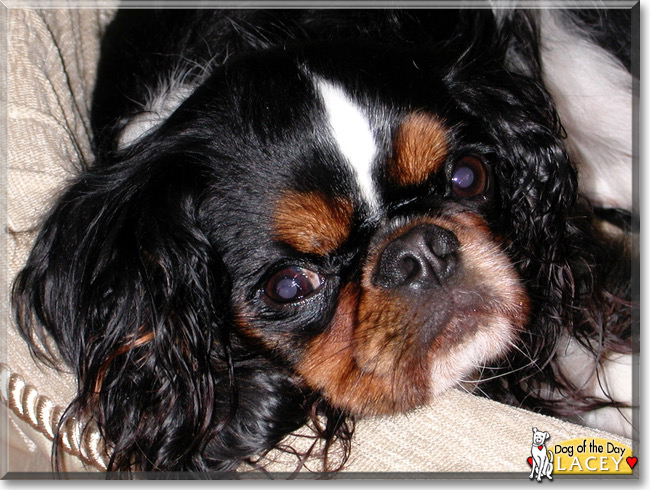 Lacey the English Toy Spaniel, the Dog of the Day
