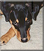 Bubba the Rottweiler