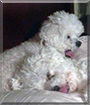 Carver and Ariel the Bichon Frises