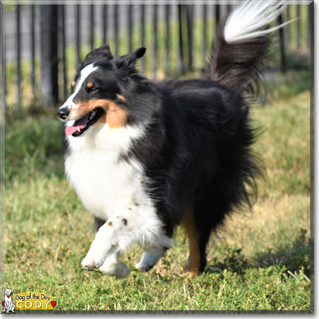 Cody the Shetland Sheepdog, the Dog of the Day