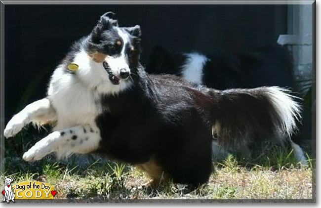 Cody the Shetland Sheepdog, the Dog of the Day