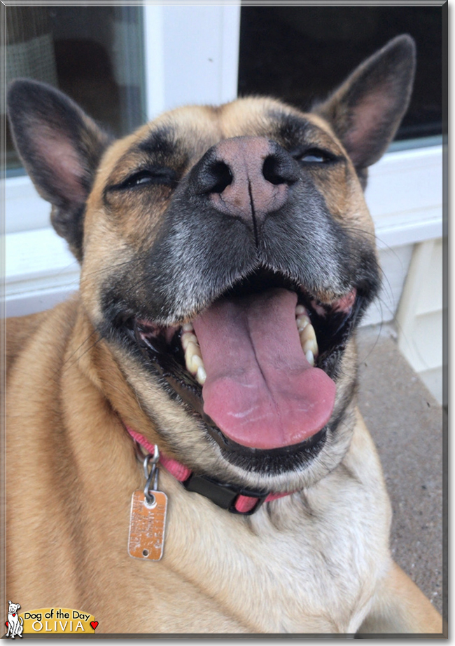 Olivia the German Shepherd, Pug mix, the Dog of the Day