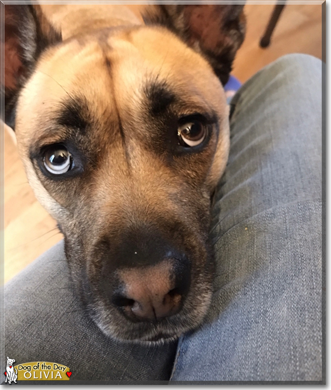 Olivia the German Shepherd, Pug mix, the Dog of the Day