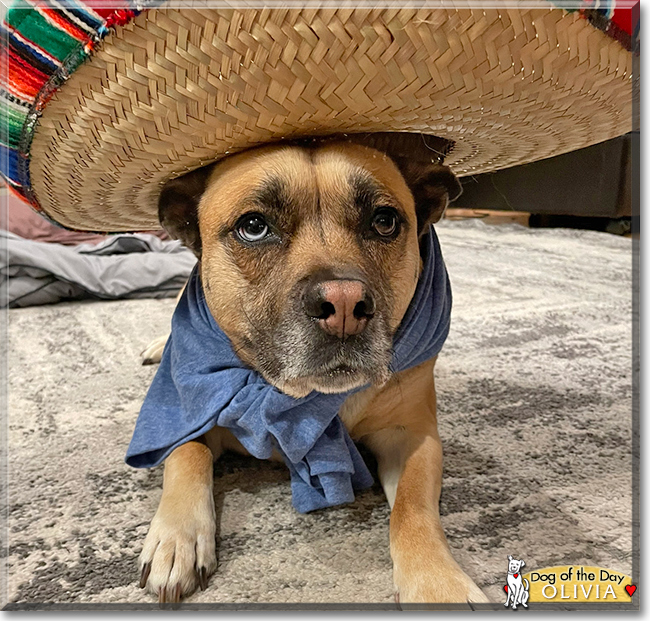 Olivia the German Shepherd, Pug mix, the Dog of the Day